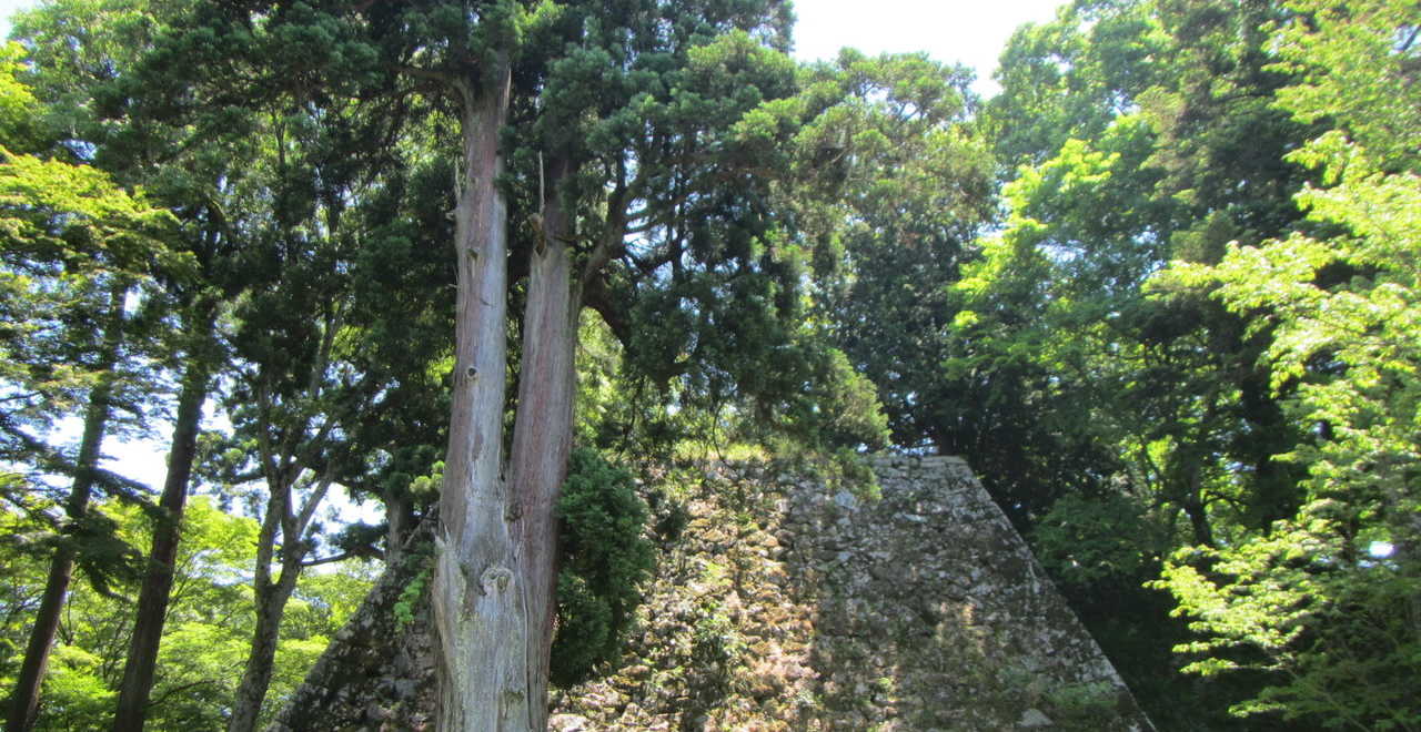 巨木と石垣
