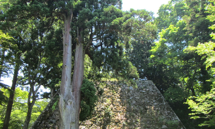 巨木と石垣
