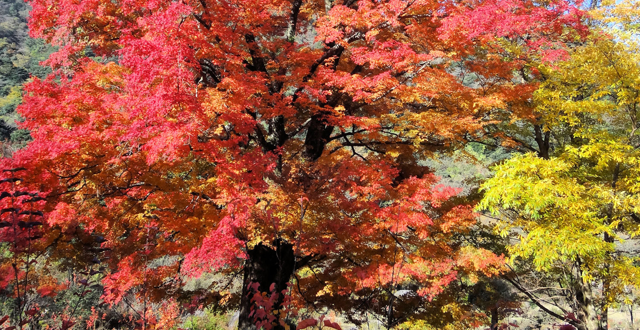 紅葉する大木