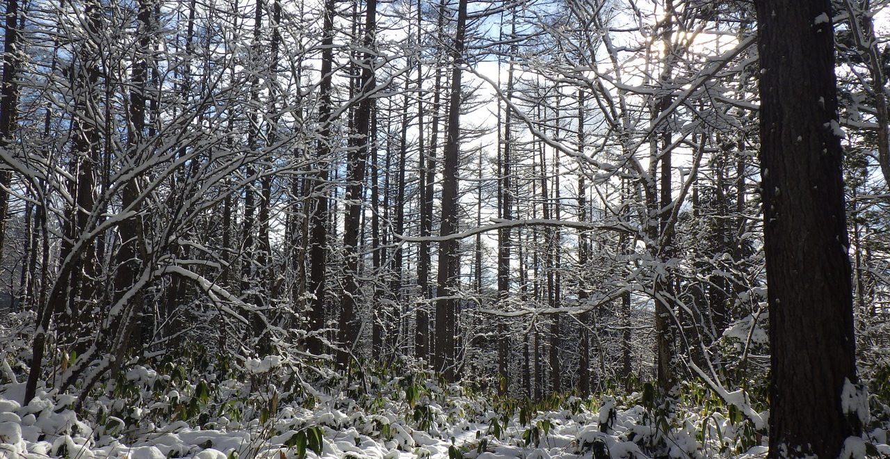 雪が積もり始める戸隠の森
