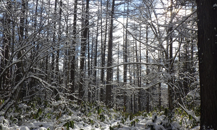 雪が積もり始める戸隠の森