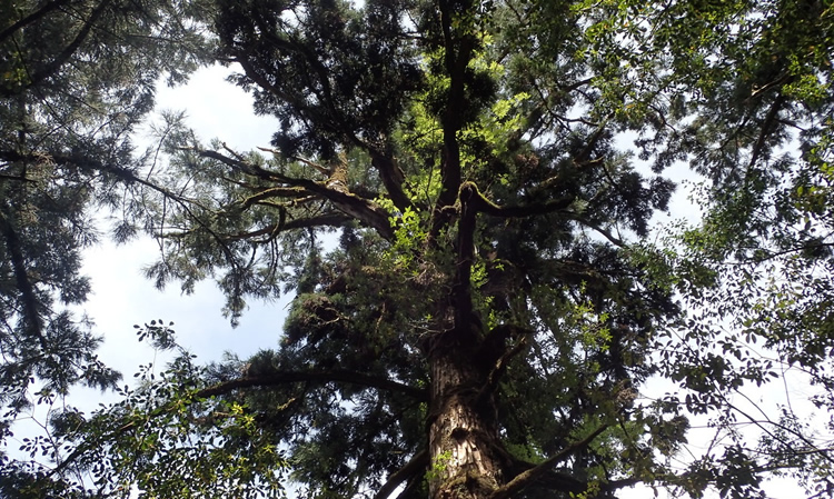 光を求め伸びる巨大杉