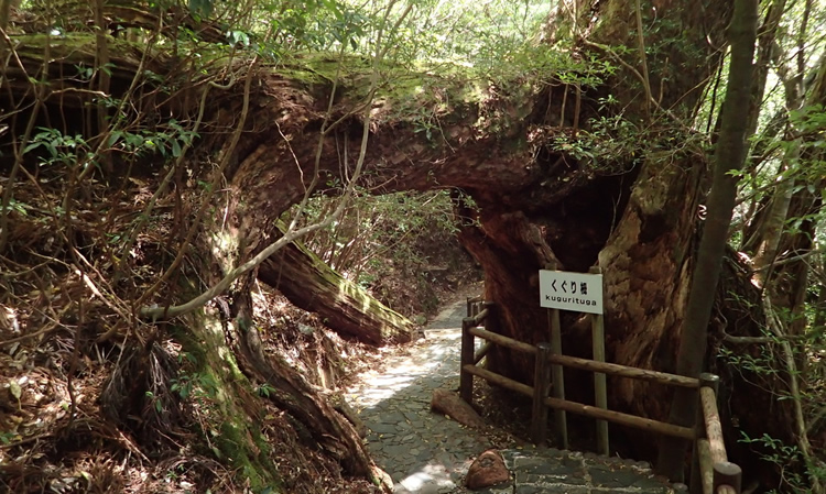 登山者を歓迎するくぐりツガ