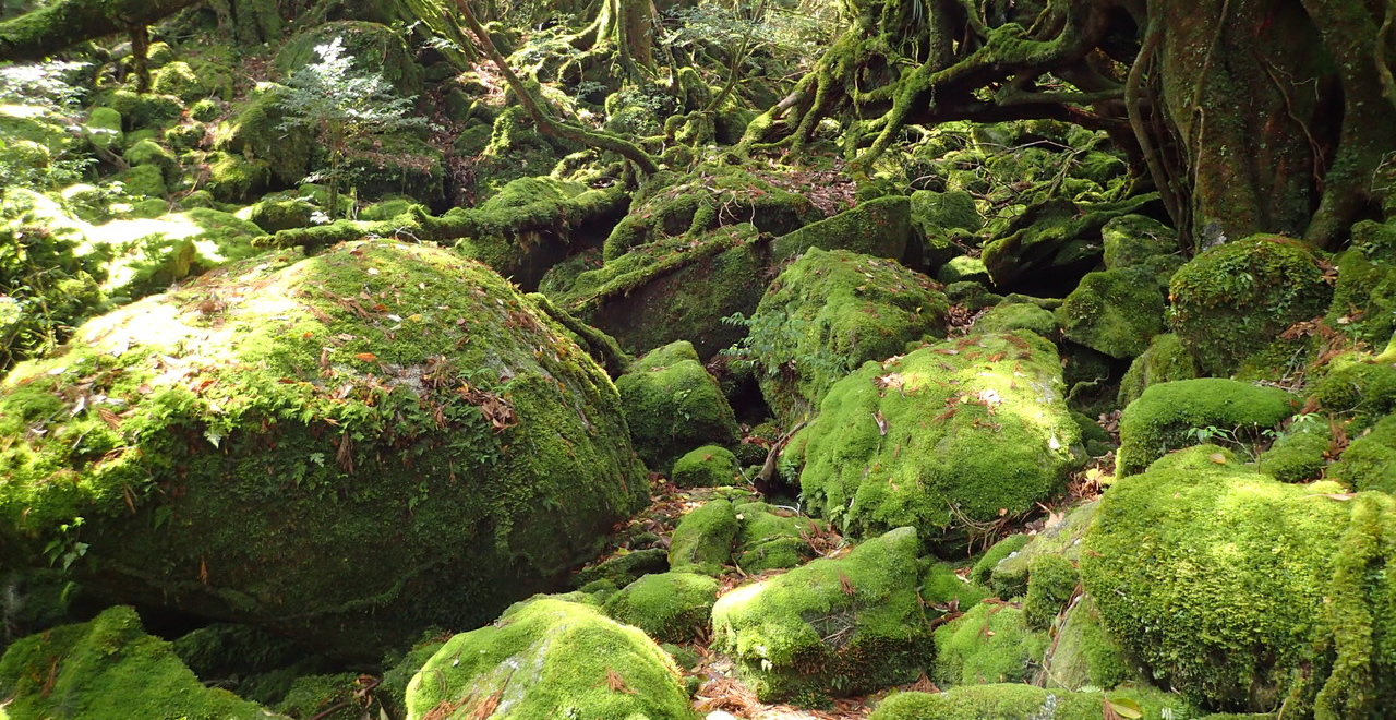 神秘に満ちた苔むす森