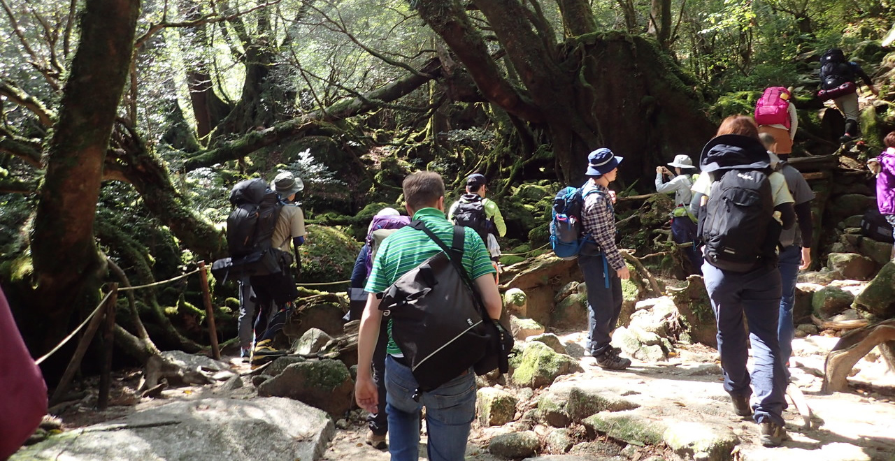 苔むす森を楽しむ登山者達