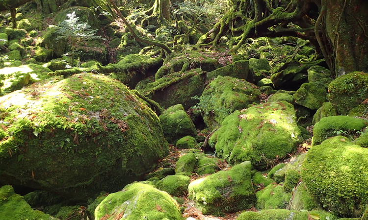 神秘に満ちた苔むす森