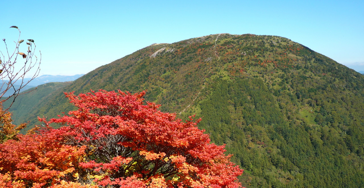 紅葉のレンゲツツジと湯の丸山