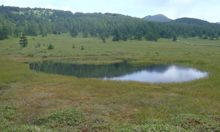 池の平湿原