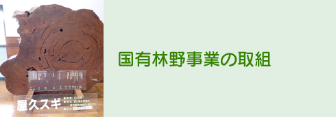 国有林野事業の取組