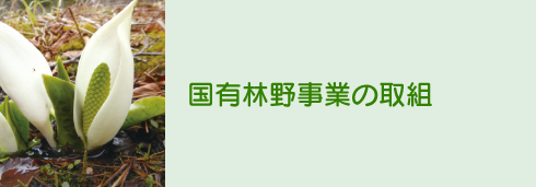 国有林野事業の取組