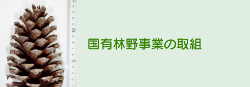国有林野事業の取組