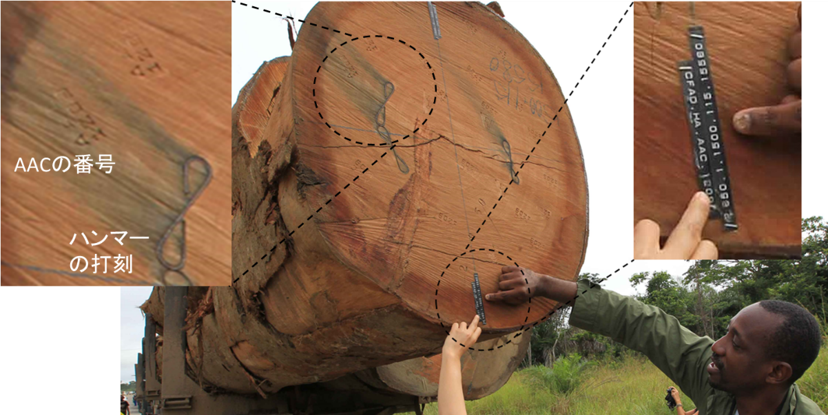 丸太原木に付されている伐採情報