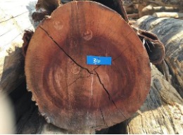合法的な手続きを踏まえて伐採された木材であることを示す4ヶ所のスタンプが刻印された丸太