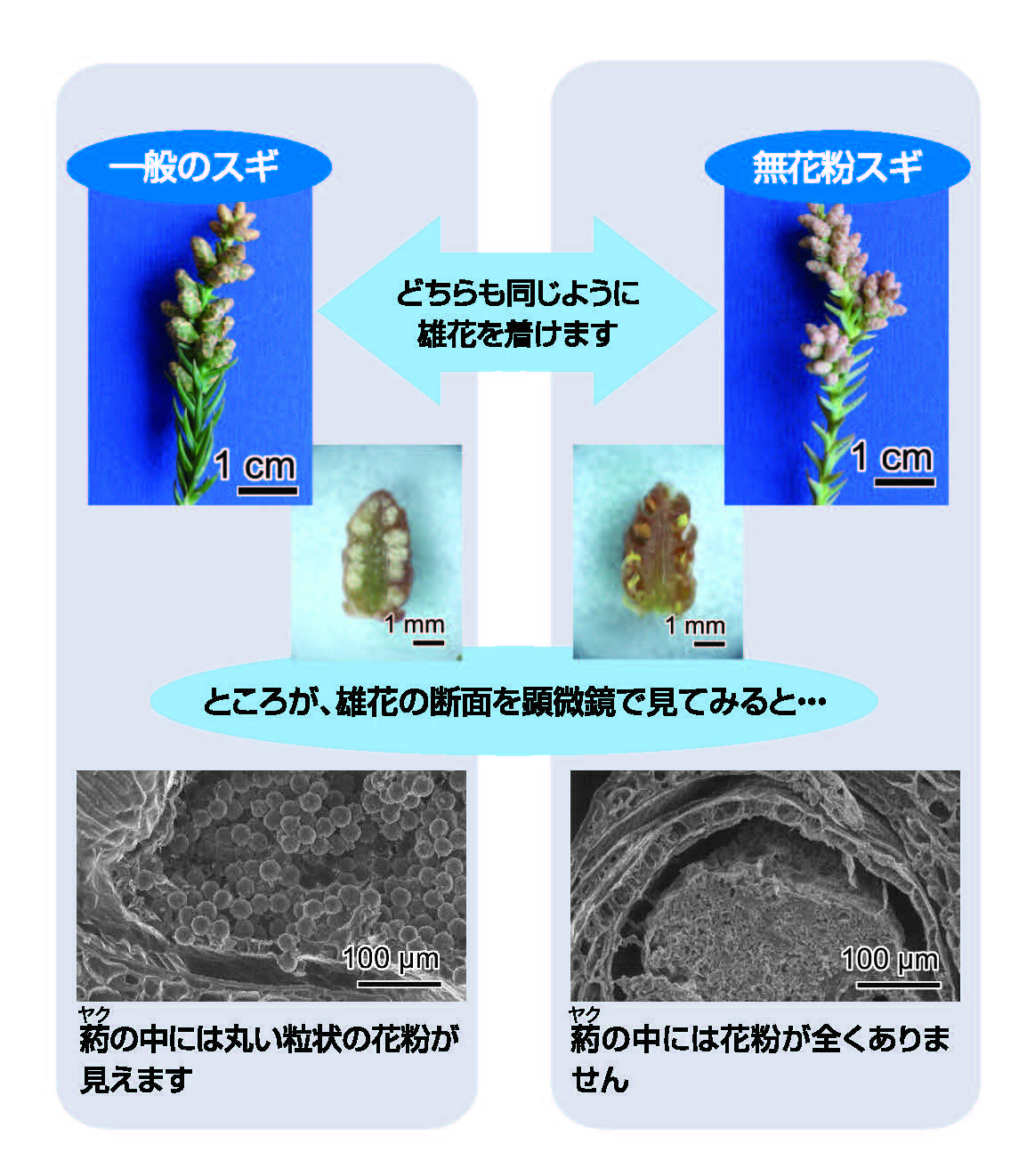 無花粉スギとの比較