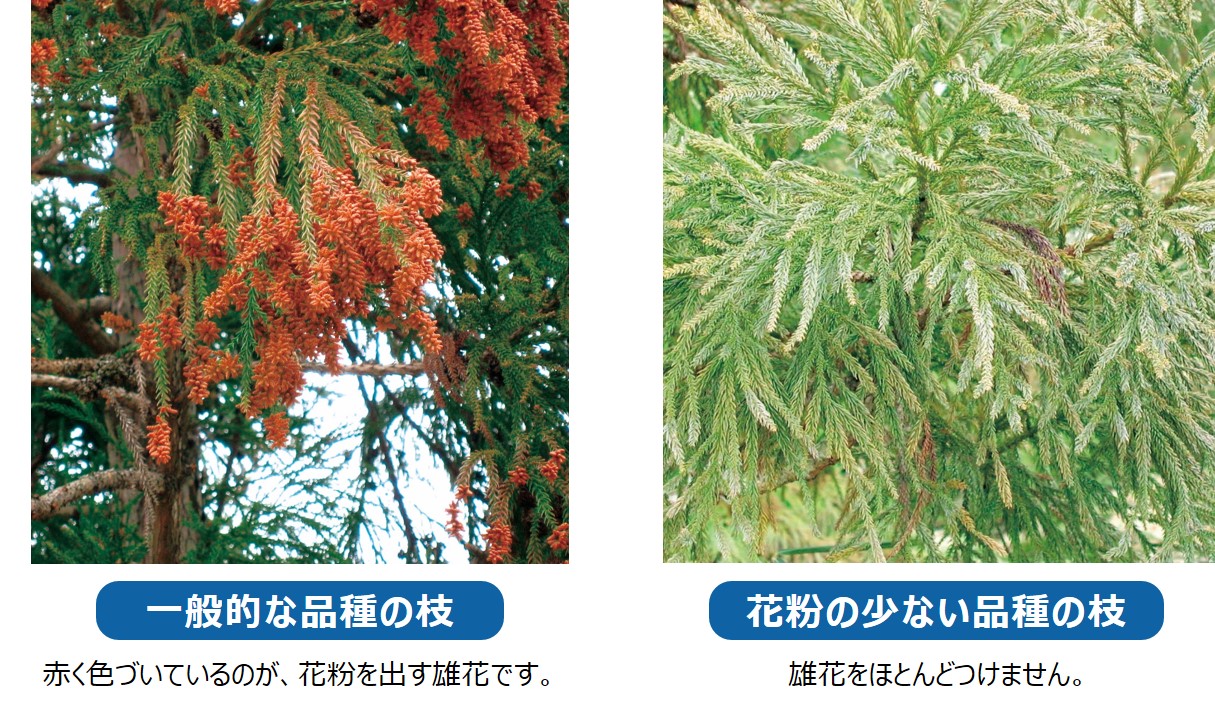 少花粉と従来の比較