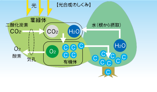 森林は二酸化炭素を吸収し 地球温暖化の防止に貢献しています 林野庁