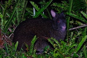 アマミノクロウサギ