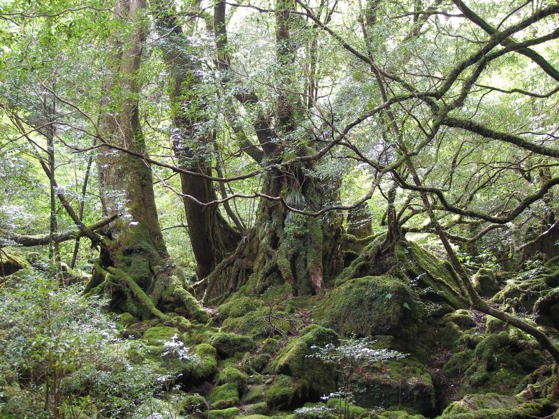 屋久島の自然：林野庁