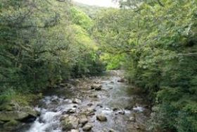 渓流沿いの森林保全