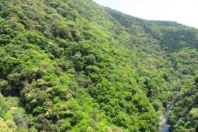 照葉樹林(宮崎県綾川流域)