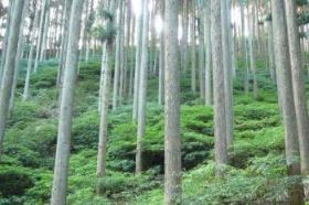 針葉樹の人工林
