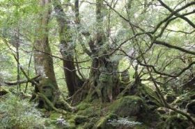 ヤクスギ天然林(屋久島)