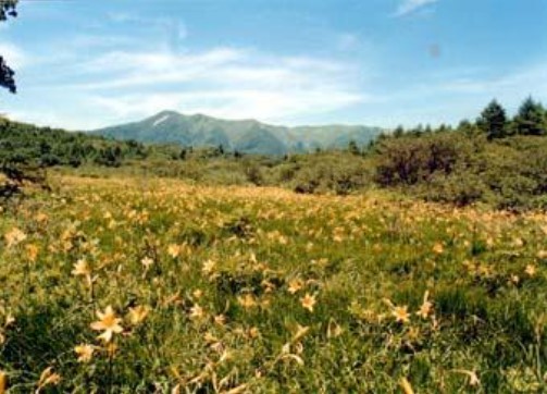 ニッコウキスゲ