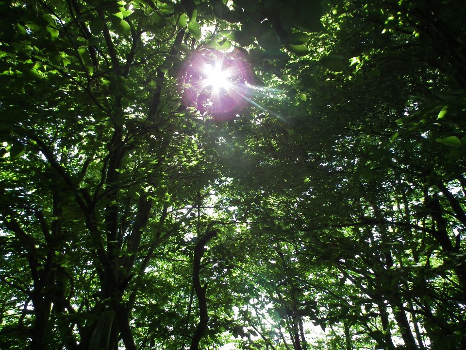 森林と木漏れ日