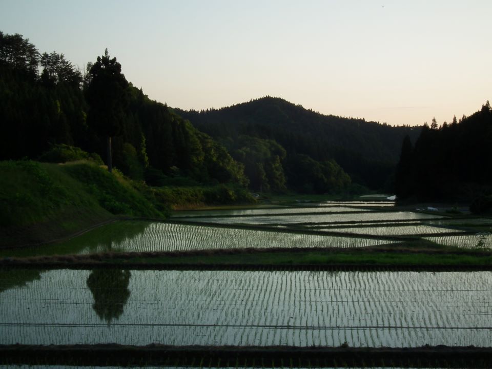 森林と水田