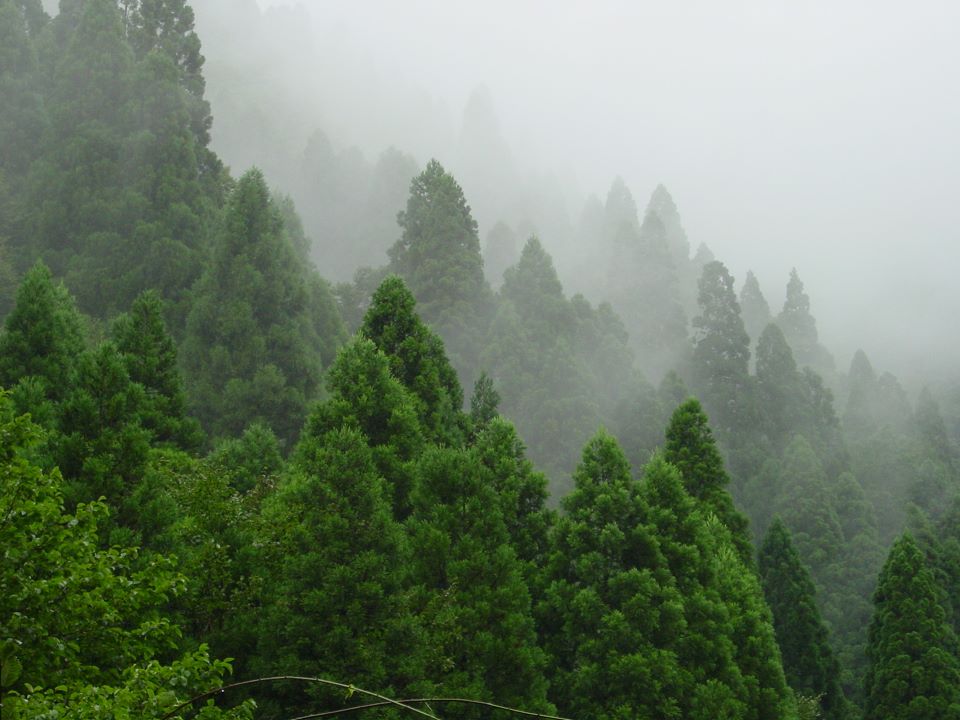 ハチロウスギ遠景