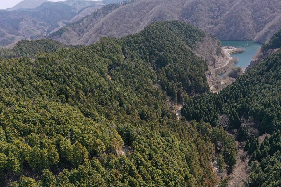 上空から見た森林