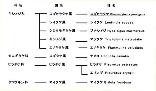 主な食用きのこの分類