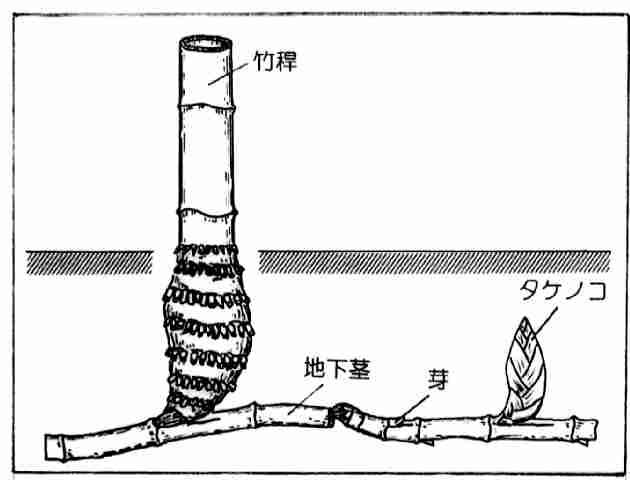 マダケ、モウソウチクなどの繁殖方法（単軸型）