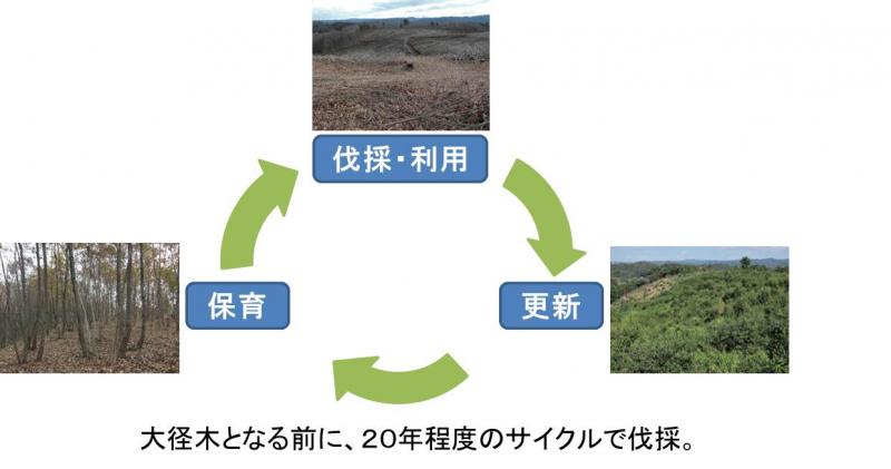広葉樹循環利用