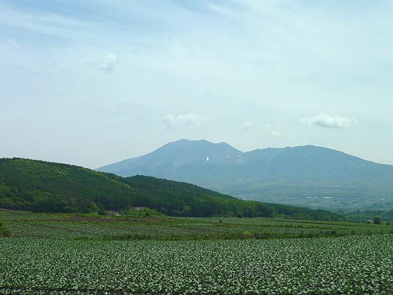 一面のキャベツ畑と浅間山