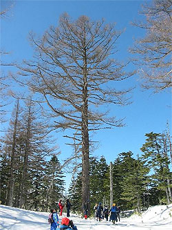 カラマツの母樹（樹高27m！）