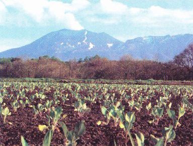 植え付けられたキャベツ畑と白煙をあげる浅間山