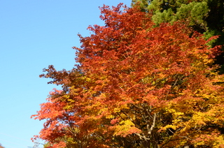 南ヶ谷紅葉