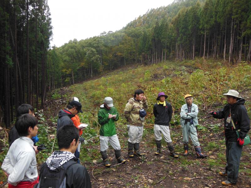 スギ漸伐試験地