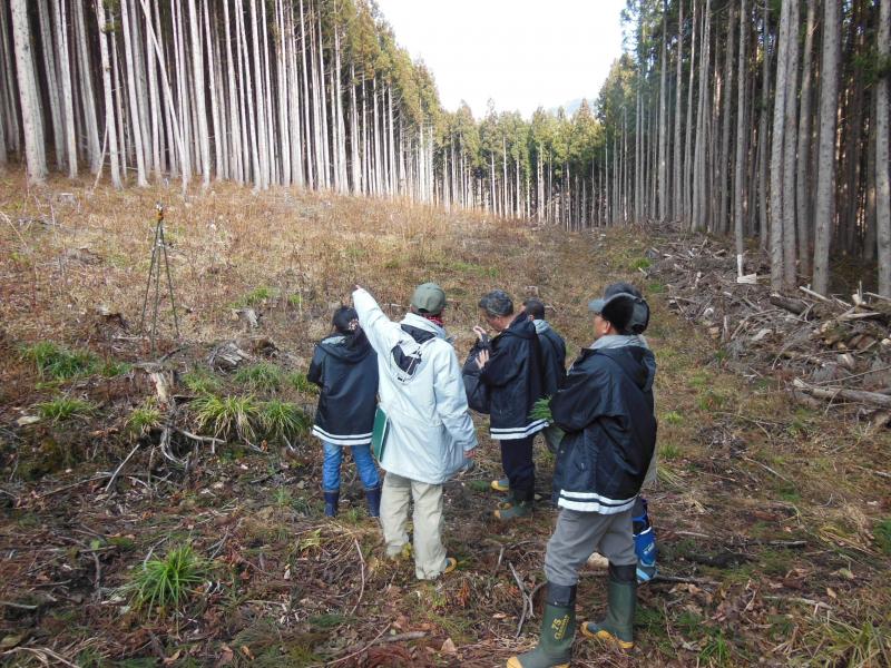 スギ漸伐試験地