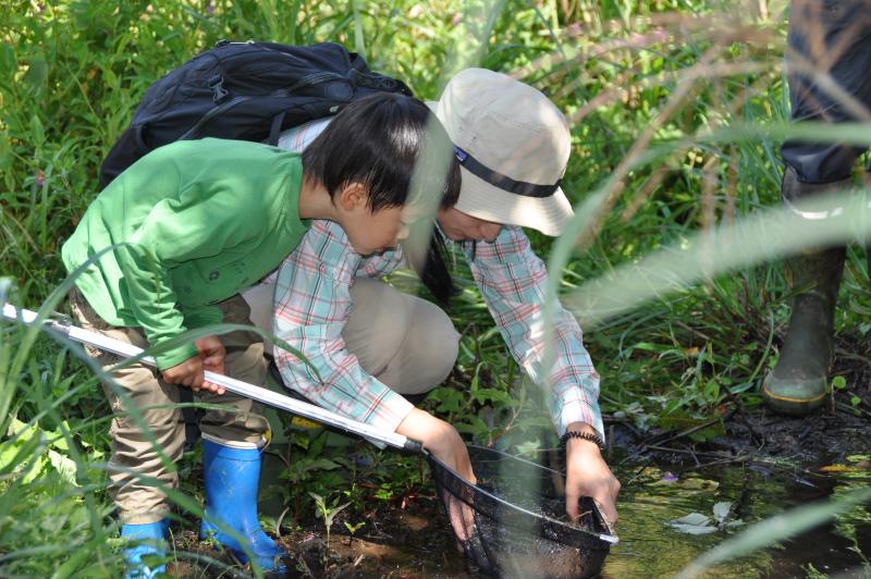 水生生物の調査