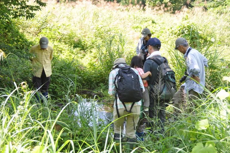 水生生物観察の様子