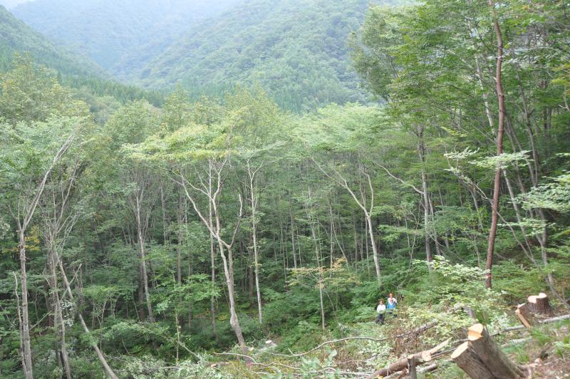 イヌワシ試験地設定に伴う整備作業