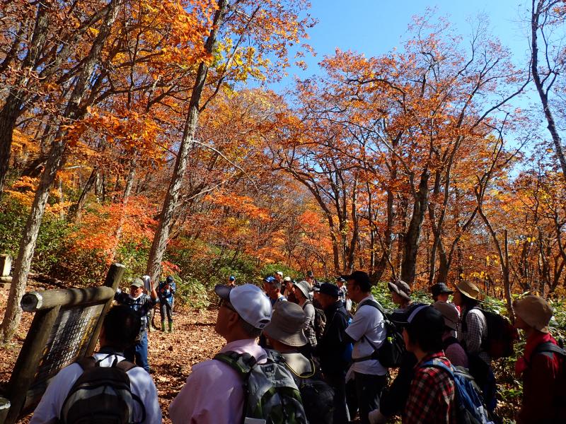 見事な紅葉！