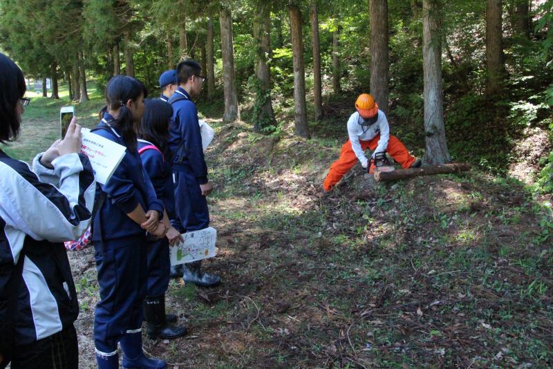 森の恵みと森のかけら