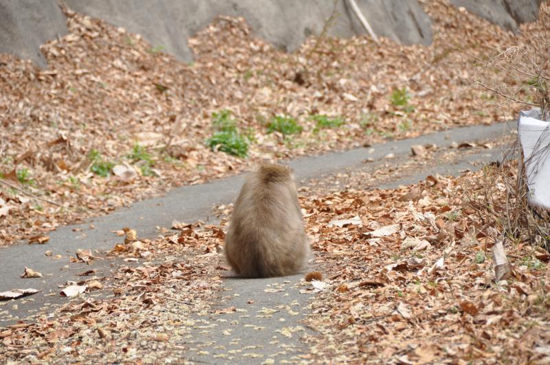 写真：中トトロ？