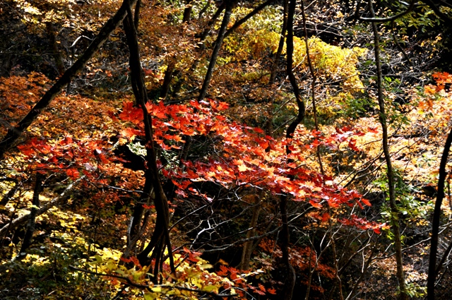 紅葉2