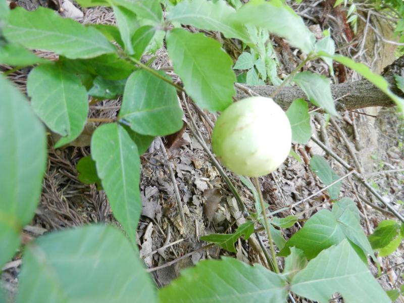 ミズナラにできた虫えい