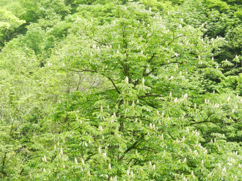 満開のトチの花