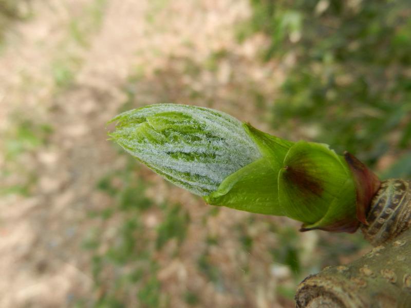 コシアブラの芽